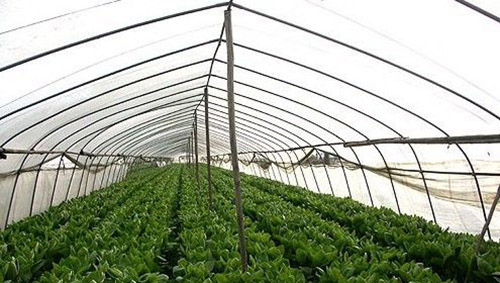 蔬菜大棚 蔬菜大棚